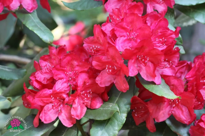 Rhododendron   'Hachmann's Feuerschein'